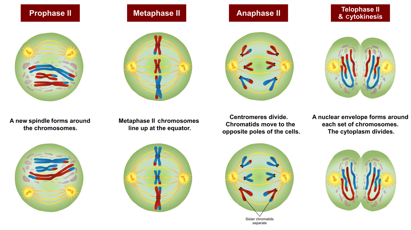 Meiosis Fases Fases De La Meiosis Gentaur España Anticuerpos